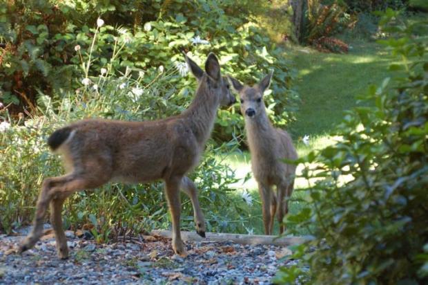 2 Deer in garden