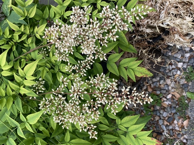 Nandina