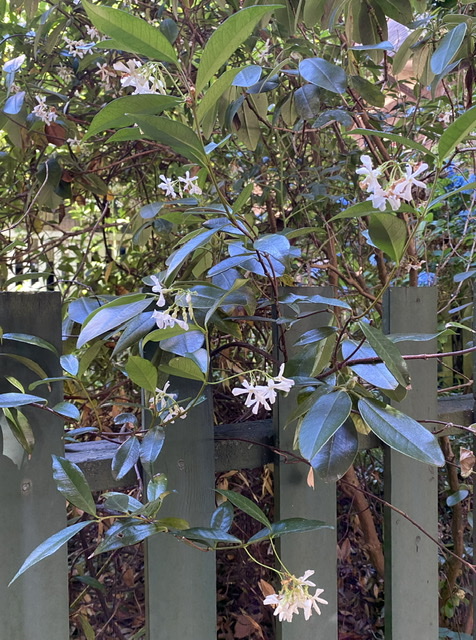 Star Jasmine 