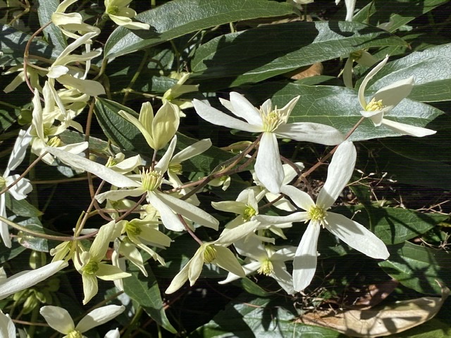 Clematis