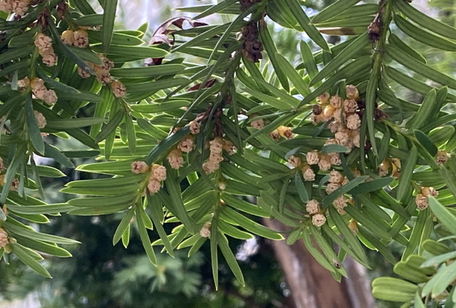 Pollen Cones