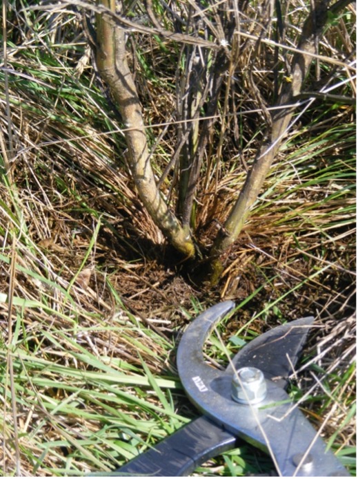 loppers beside broom root