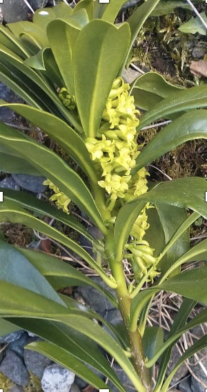 Daphne flowers