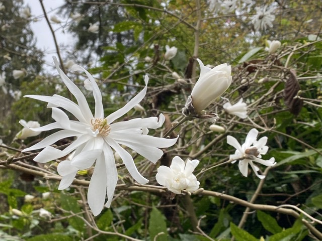 Magnolia 