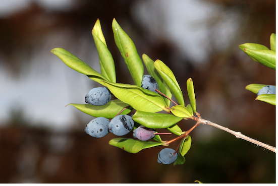 berries