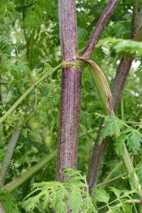 poison hemlock stem