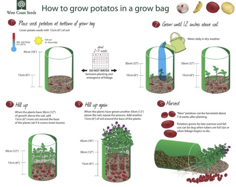 Potatoes in grow bag