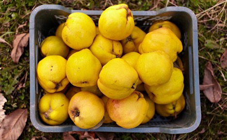 Quince in basket