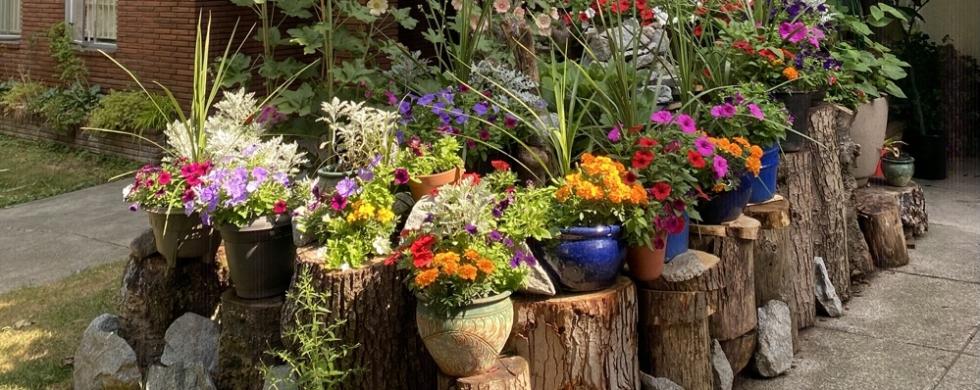 Container flowers in July 