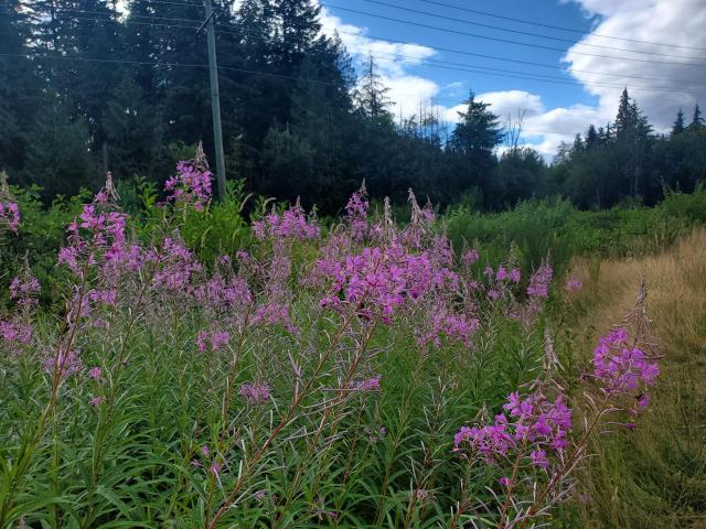 Gardening With Native Plants To Promote Native Pollinators | MGABC ...