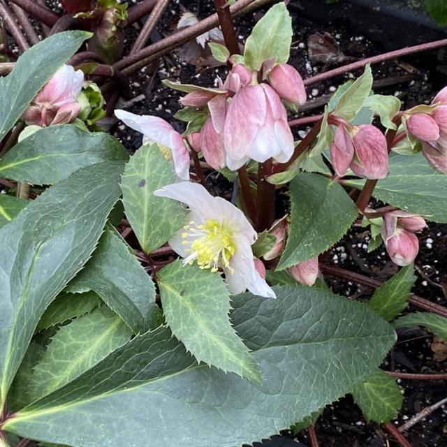 Winter Blooms | MGABC Master Gardeners Of British Columbia