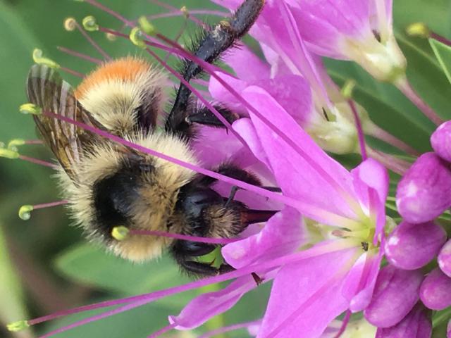 BEE ON ROCKY MOUNTAIN CLEOME