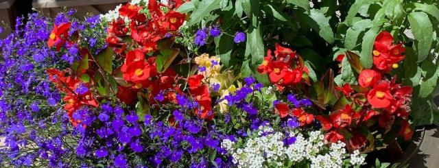 Lake Country Garden Club Plant Sale & Advice