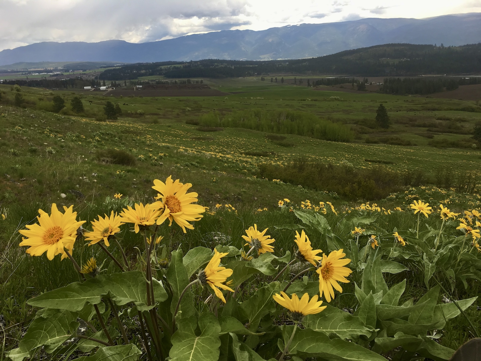 Balsamorhiza sagittata (arrow-leaf balsamroot, Okanagan sunflower)