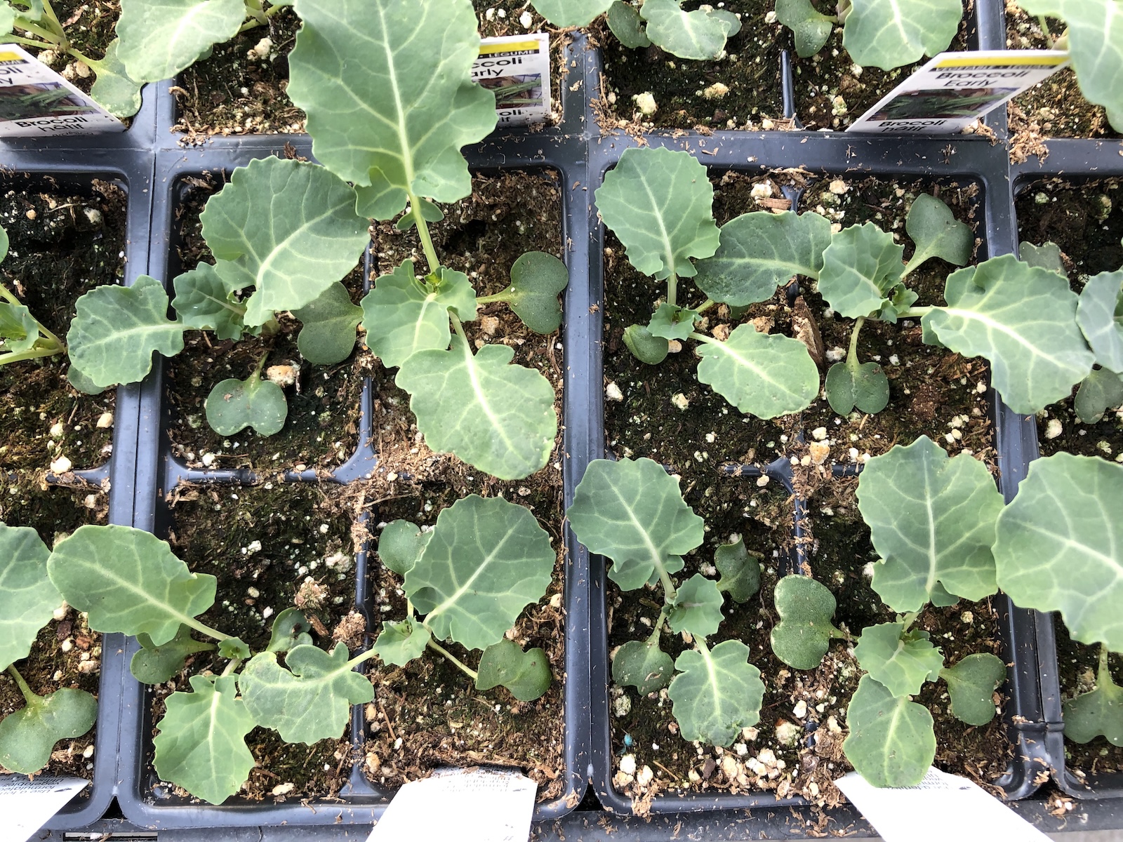 Dying Brassica Seedlings