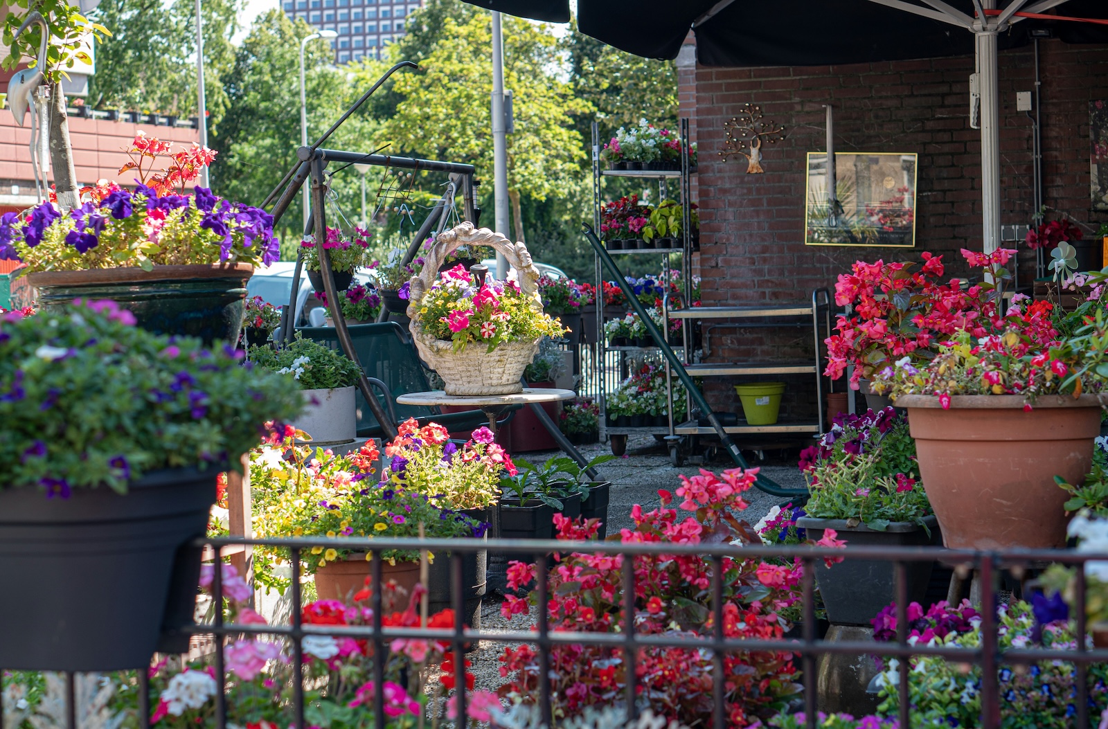 Container Gardening on a Sunny Patio