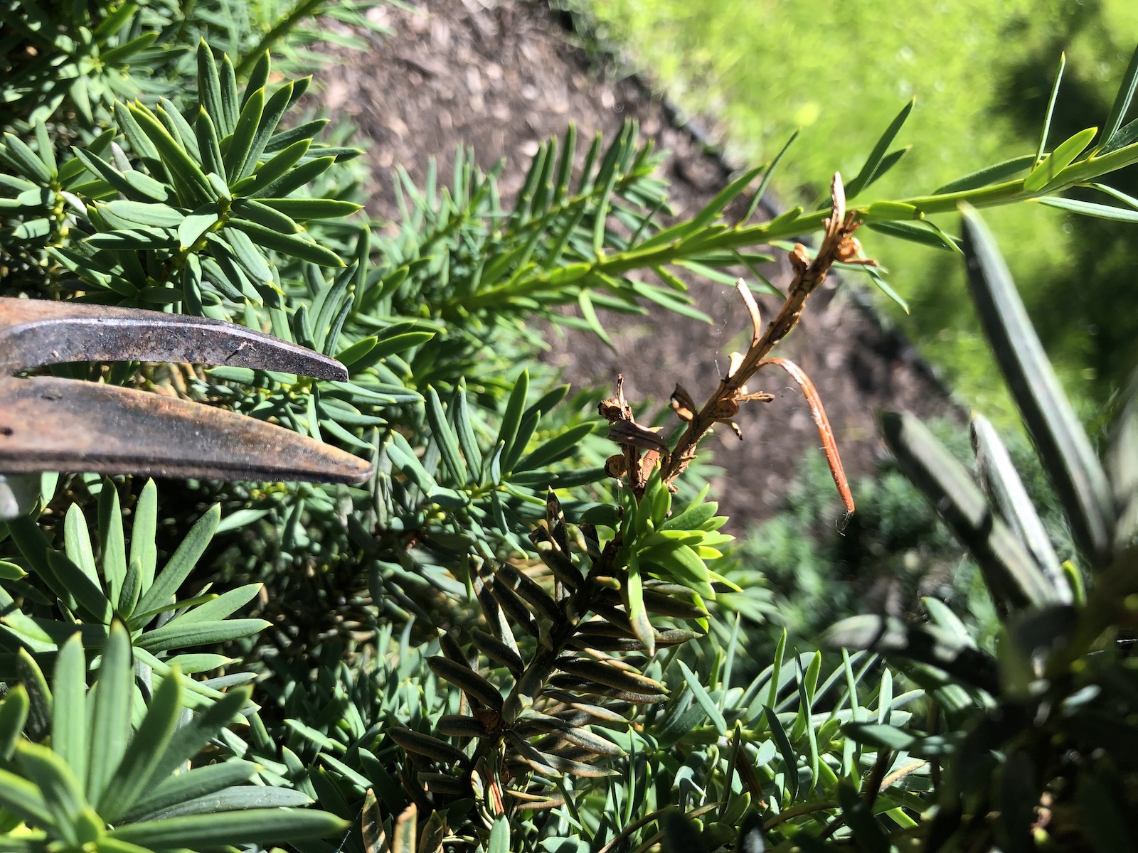 Brown Needles on a Yew Hedge