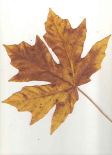 Acer macrophyllum