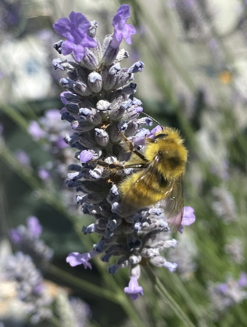 Lavender bumblebee 