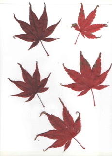 Acer japonicum