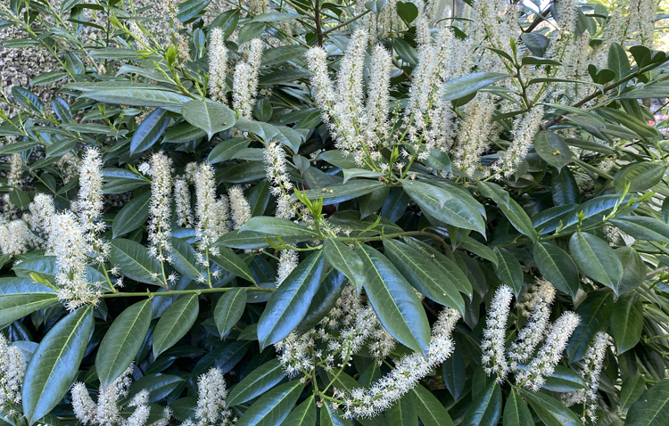 Prunus laurel