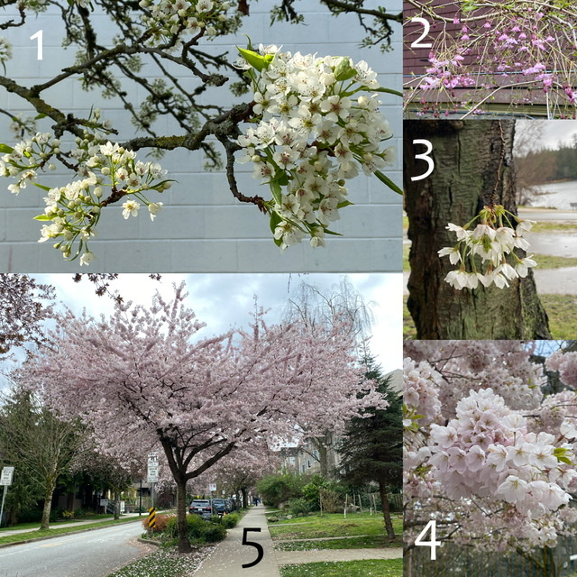 Prunus