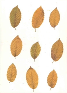 Carpinus betulus ‘Fastigiata