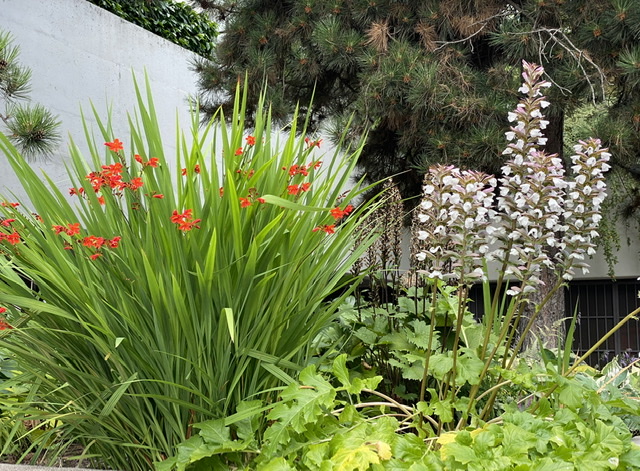 Crocosmia 