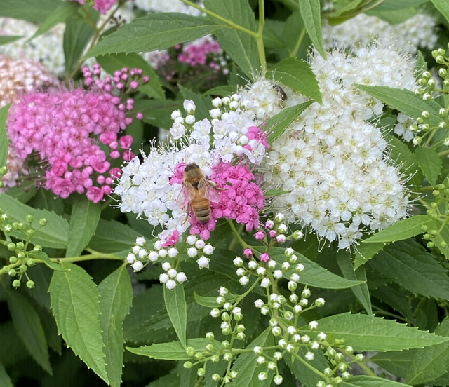 Spirea japonica 