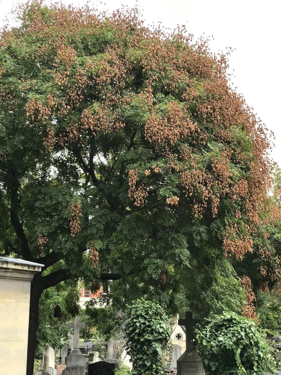 Golden chain tree