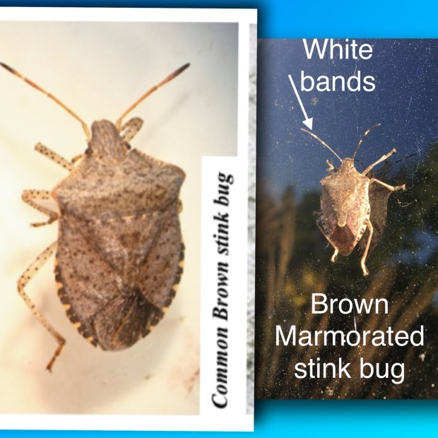 BMSB Stink Bug