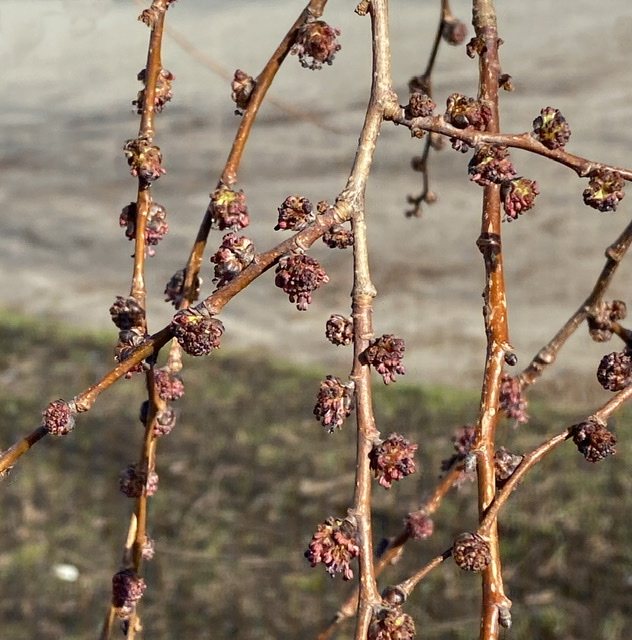 Branches