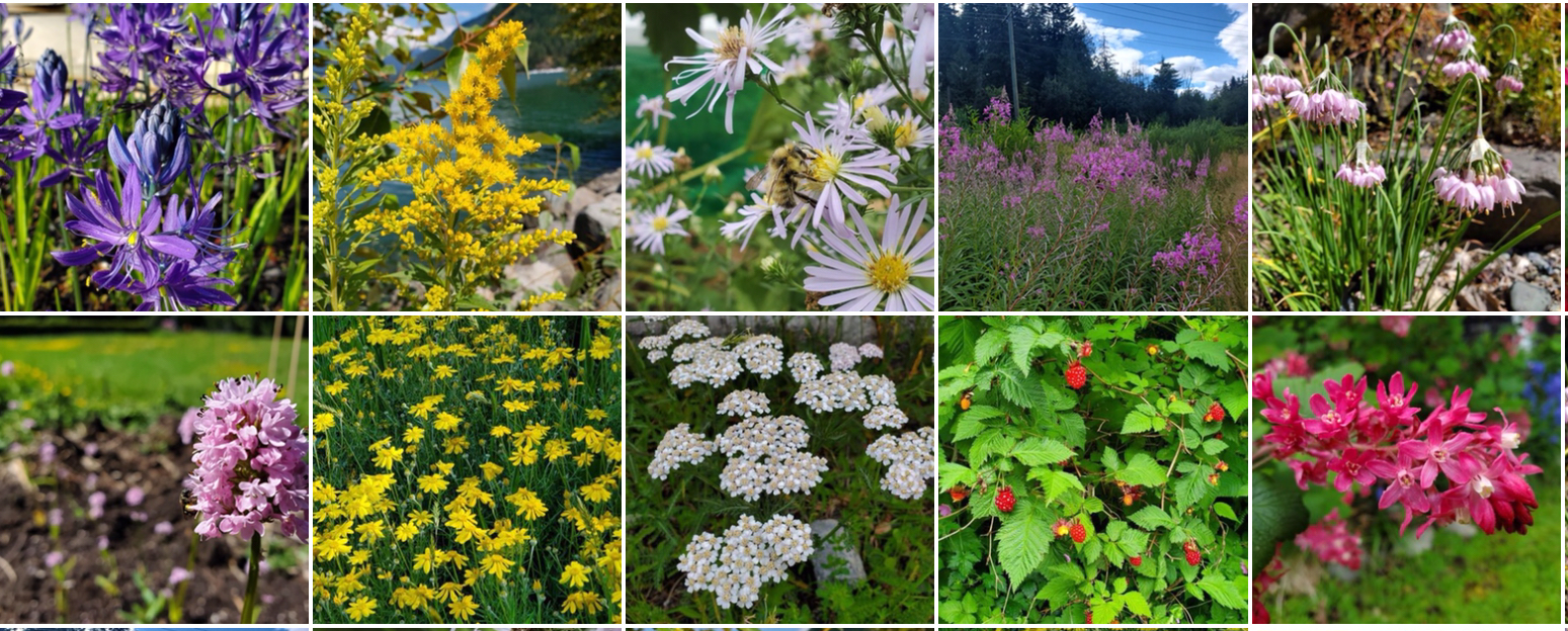 Gardening with Native Plants to Promote Native Pollinators 