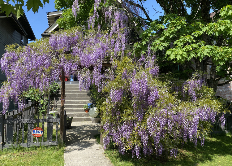 Wisteria