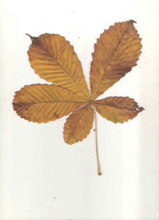 Aesculus hippocastanum