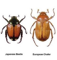 Adult Beetle