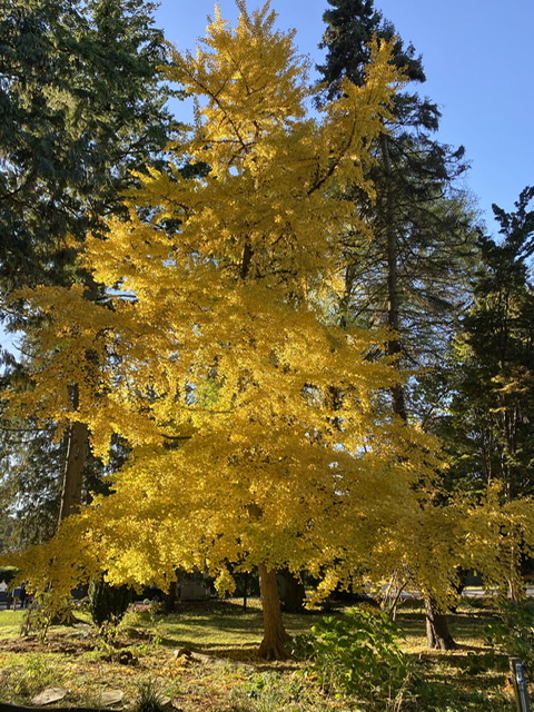 Ginkgo biloba