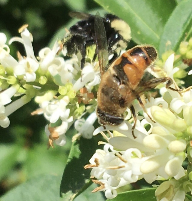 Syrphid fly and bumble bee