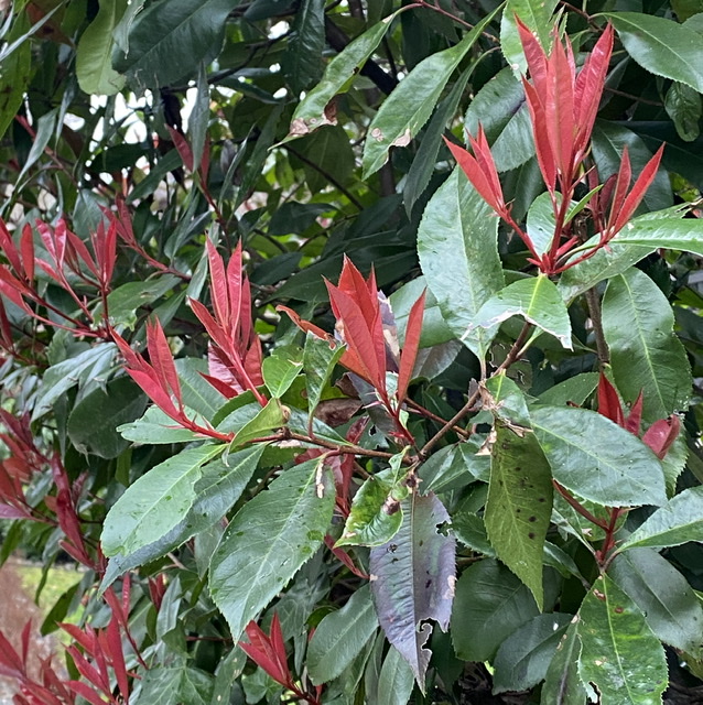 Photinia