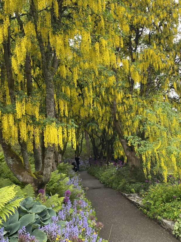 Laburnum Walk