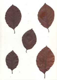 Carpinus betulus ‘Fastigiata