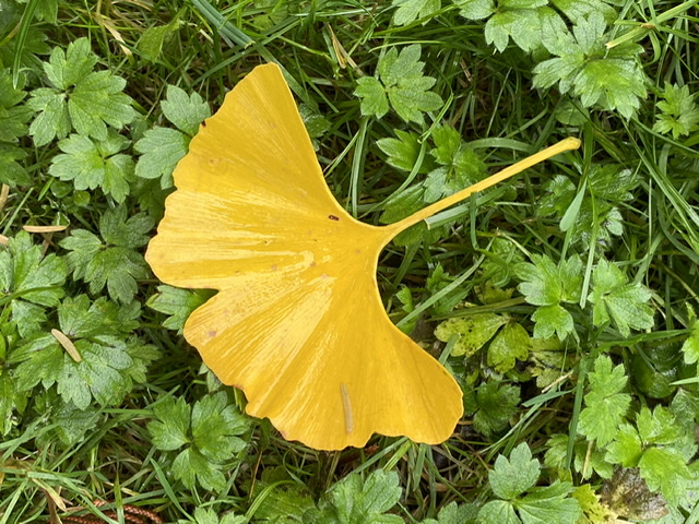 Ginkgo leaf