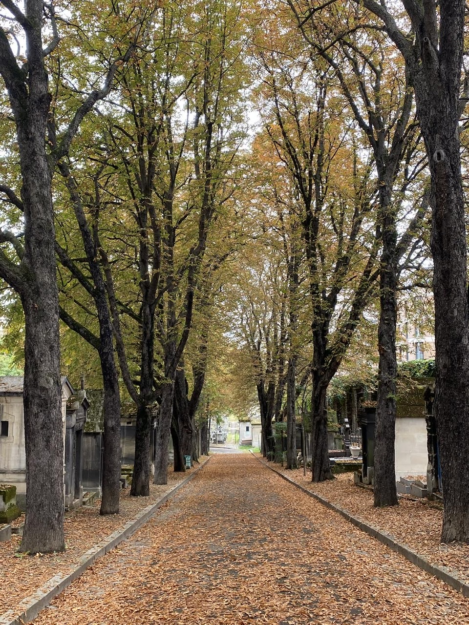 Avenue of trees