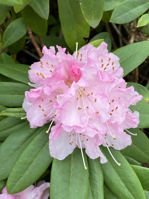 Rhodo