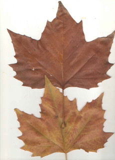 Leaf