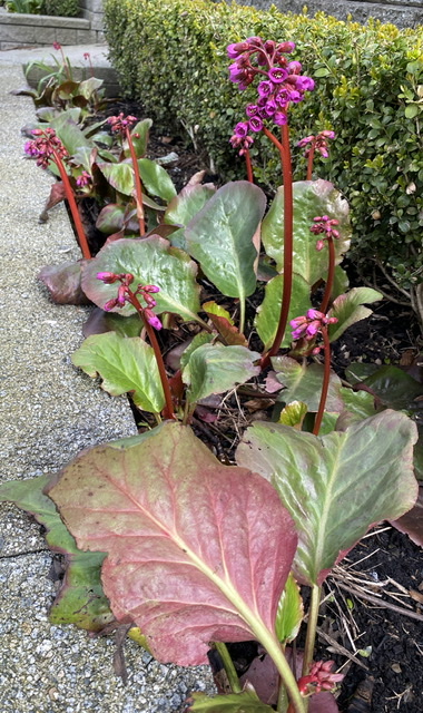 Bergenia