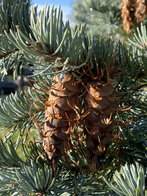 Douglas Fir Cones 