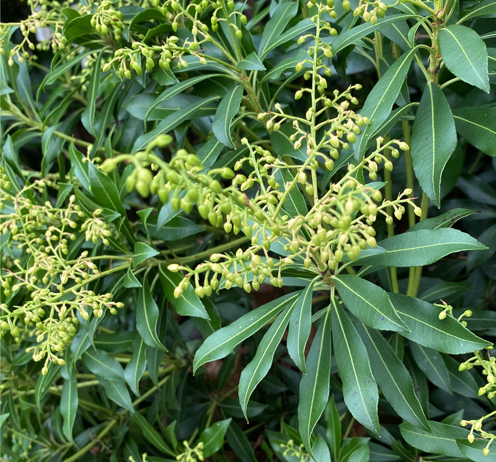 Pieris japonica