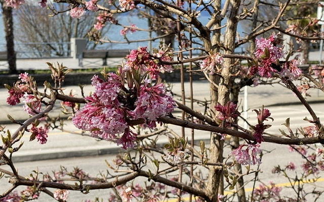 Blooming in March