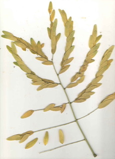 Gleditsia triacanthos var. inermis, 